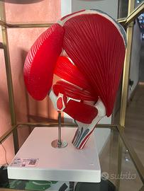 Plastico anatomico professionale gluteo