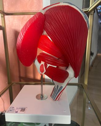 Plastico anatomico professionale gluteo