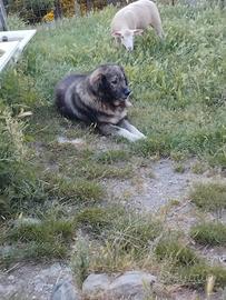 cane pastore del caucaso