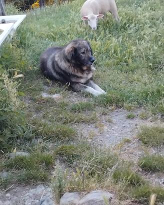 cane pastore del caucaso