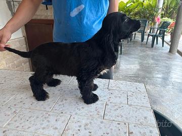 Cocker cucciolo 