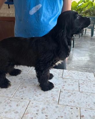 Cocker cucciolo 