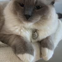 Gatto maschio Ragdoll disponibile per monta