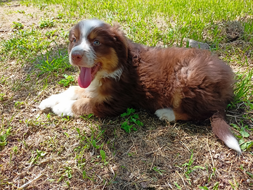 Cuccioli di pastore australiano con pedigree