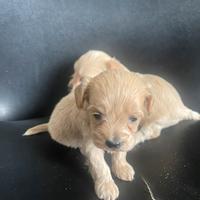 Cuccioli dí Maltipoo