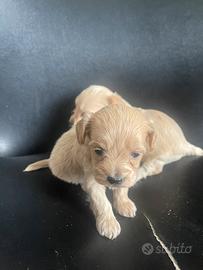 Cuccioli dí Maltipoo