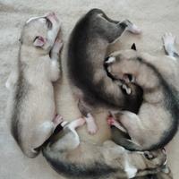 Cuccioli di Siberian Husky con pedigree ENCI