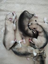 Cuccioli di Siberian Husky con pedigree ENCI
