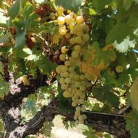   ragazzo o una ragazza disponibile a raccogliere 