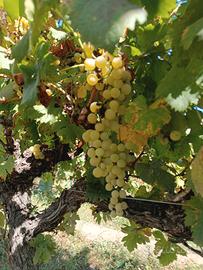   ragazzo o una ragazza disponibile a raccogliere 