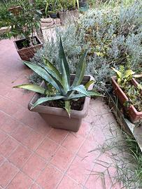 Agave
