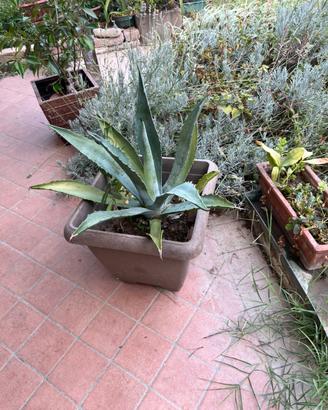 Agave