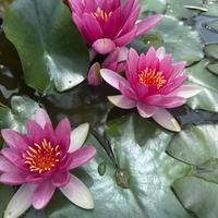 Pianta Ninfea fiore rosa