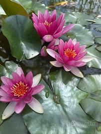 Pianta Ninfea fiore rosa