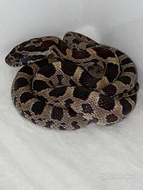 Serpente del grano baby okeetee het scaleless