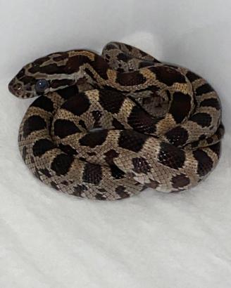 Serpente del grano baby okeetee het scaleless