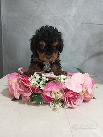 Femmina di barboncino Phantom