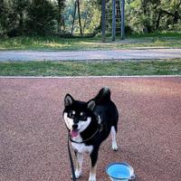 Femmina shiba inu per accoppiamento