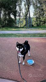 Femmina shiba inu per accoppiamento