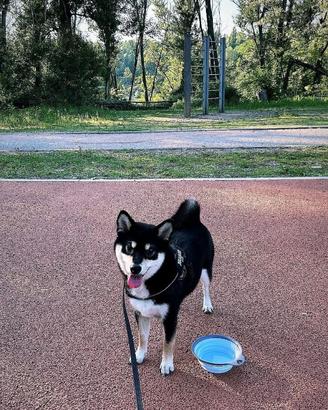 Femmina shiba inu per accoppiamento