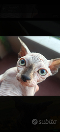 Cucciola di canadian sphynx