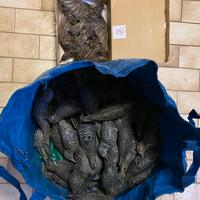 attrezzatura per caccia allo storno