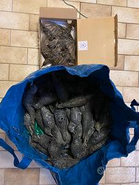 attrezzatura per caccia allo storno