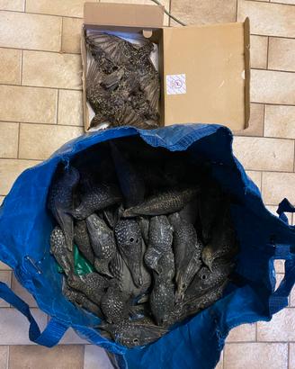 attrezzatura per caccia allo storno