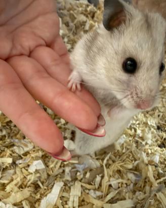 Meravigliosi cuccioli di criceti siriani