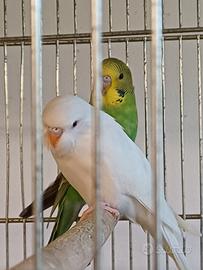 Cocoriti