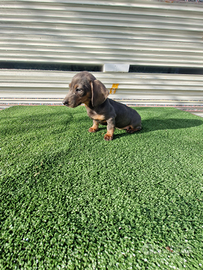 Cuccioli di bassotto color blu