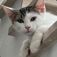 Dolce mammina sterilizzata