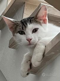 Dolce mammina sterilizzata