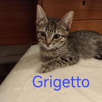 Grigetto gattino con primo vaccino