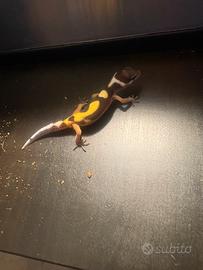 Geco leopardino