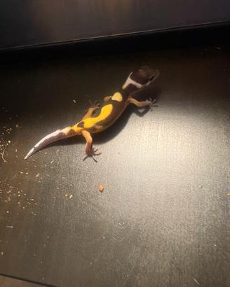 Geco leopardino