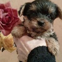 Yorkshire taglia piccola pedigree
