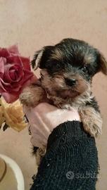 Yorkshire taglia piccola pedigree