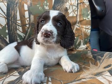 Cucciola Springer Spaniel Inglese