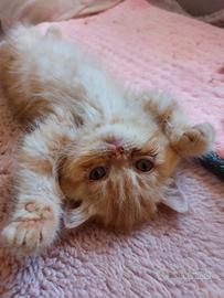 Gattino Persiano Esotico