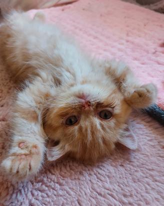 Gattino Persiano Esotico