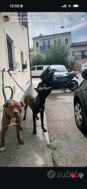 Pitbull Red Nose 2 anni e mezzo - con accessori