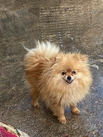 Spitz di Pomerania
