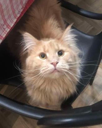 Maine coon femmina adulta