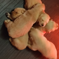 Golden retriever con pedigree