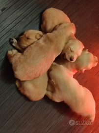 Golden retriever con pedigree