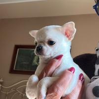 Chihuahua 60 giorni con vaccini