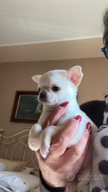 Chihuahua 60 giorni con vaccini