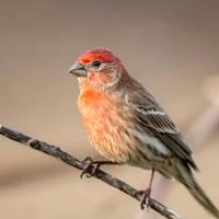 Ciuffololotto messicano 2025