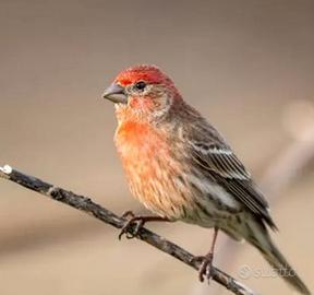 Ciuffololotto messicano 2025